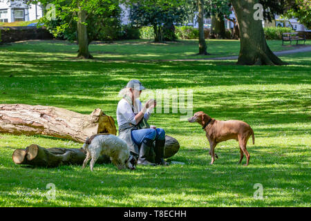 Northampton, VEREINIGTES KÖNIGREICH. 13. Mai 2019. Wetter. Ein sonnigen Start in den Tag in Abington Park mit dem warmen Wetter prognostiziert ein paar Tag dennoch zu letzten, eine Dame mit ihren Hunden sitzen auf einem gefällten Baum im Schatten sich erholend. Credit: Keith J Smith./Alamy leben Nachrichten Stockfoto