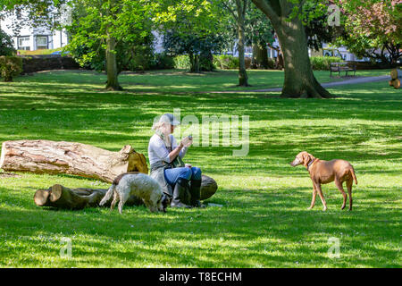 Northampton, VEREINIGTES KÖNIGREICH. 13. Mai 2019. Wetter. Ein sonnigen Start in den Tag in Abington Park mit dem warmen Wetter prognostiziert ein paar Tag dennoch zu letzten, eine Dame mit ihren Hunden sitzen auf einem gefällten Baum im Schatten sich erholend. Credit: Keith J Smith./Alamy leben Nachrichten Stockfoto