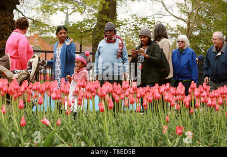 Holland, USA. 12. Mai 2019. Besucher anzeigen Tulpen während der jährlichen Tulip Time Festival in der Stadt von Holland, Michigan, USA, am 12. Mai 2019. Das Festival wurde vom 4. bis 12. Mai statt. Credit: Wang Ping/Xinhua/Alamy leben Nachrichten Stockfoto