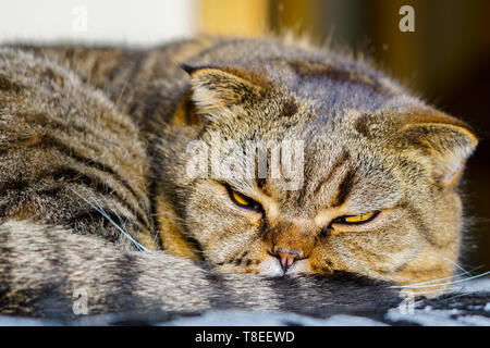 Braun abgestreift Scottish Fold Katze gegen einen unscharfen Hintergrund Stockfoto