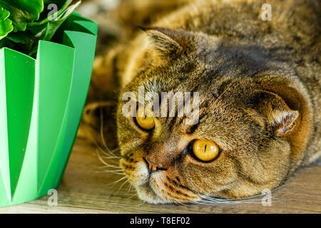 Braun abgestreift Scottish Fold Katze gegen einen unscharfen Hintergrund Stockfoto