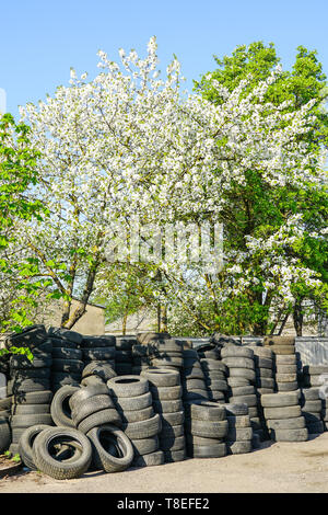 Große alte verwendet Gummi Reifen an einem blühenden Baum Hintergrund im Frühjahr Stapel Stockfoto