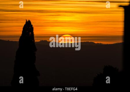 Silhouette eines großen Baum bei Sonnenuntergang Stockfoto