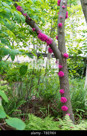 Appalachian redbud, redbud Baum Stockfoto