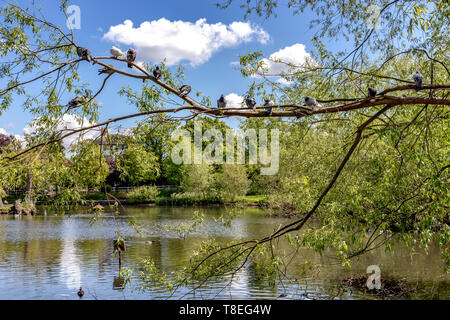 Tauben Rastplätze auf einen Baum in Chislehurst Teich Stockfoto
