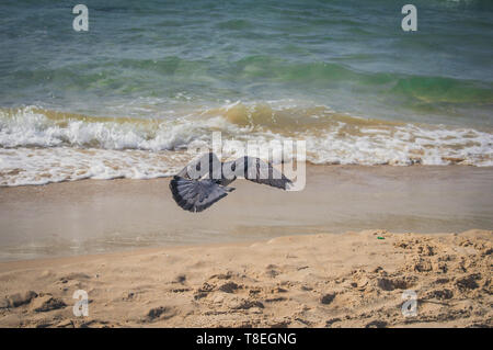 Taube zum Meer am Gordon Strand fliegen. Tel Aviv, Israel Stockfoto