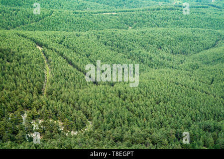 Grünen Wald Luftaufnahme. Grüne sauber Tannen wald von oben. Stockfoto