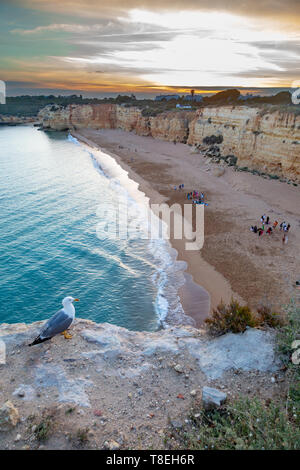 Yellow-legged Gull (Larus michahellis) Praia Nova in der Nähe von Armacao de Pera an der Algarve, Portugal. Stockfoto