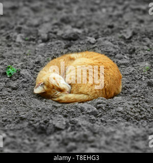 Rote Katze schlafen auf grauem Grund. Heimatlose Katze. Stockfoto