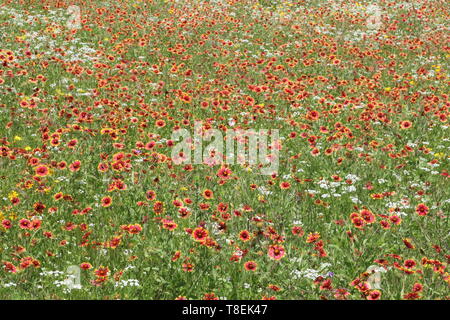 Wiese voll von Weißen, Gelben und roten Wildblumen in Texas Stockfoto