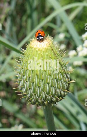 Nahaufnahme der Marienkäfer auf der Oberseite der Distel im grünen Feld Stockfoto