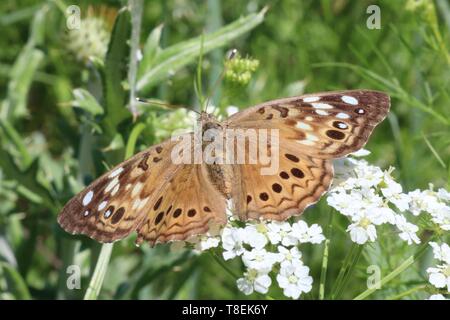 Makroaufnahme einer braunen Schmetterling auf einem weißen Wildflower Stockfoto