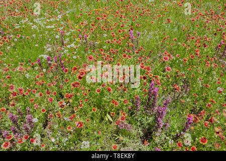 Buntes Feld von Wildblumen in Weiß, Gelb, Lila und Rot Stockfoto