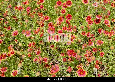 Feld voll von Indian Paintbrush Wildblumen in Texas im Frühling Stockfoto