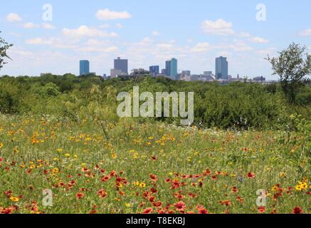 Blick auf die Innenstadt von Fort Worth, TX von einem Feld von roten und gelben Wildblumen in voller Blüte. Stockfoto