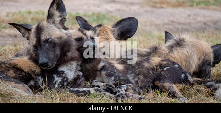 Seltene Sichtung von Pack der Afrikanischen Wildhunde, in Sabi Sands Game Reserve, hat eine offene Grenze zum Krüger National Park, Südafrika fotografiert. Stockfoto