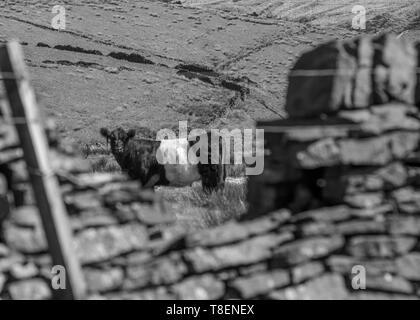 Ein Belted Galloway Kuh schaut die Kamera von einem Yorkshire Feld in der Marsden Moor, Nationalpark, durch eine kleine Öffnung in der trockenmauern Wand. Stockfoto