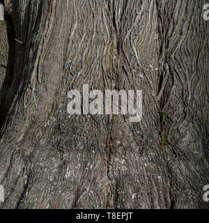 Die Rinde eines Cypress Tree in der Nähe der Basis, Ansicht von oben - Textur oder Hintergrund Stockfoto