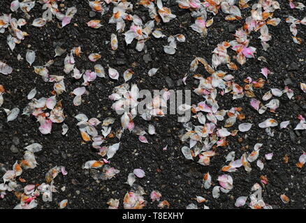 Nasse rosa und weißen Blütenblätter auf den Boden nach einer Feder Dusche Stockfoto
