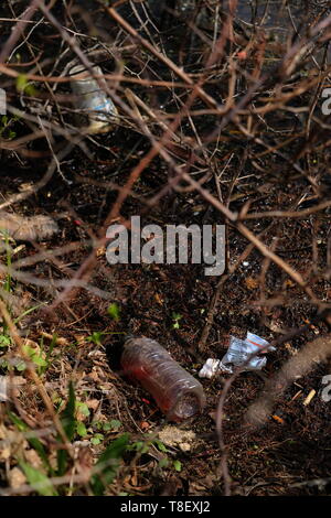 Leere Plastikflaschen und Styropor Becher (unter anderem Müll) im Schilf am Ufer Stockfoto