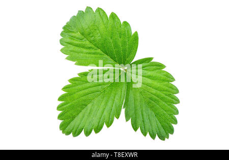 Erdbeere Blatt isoliert auf weißem Hintergrund Stockfoto