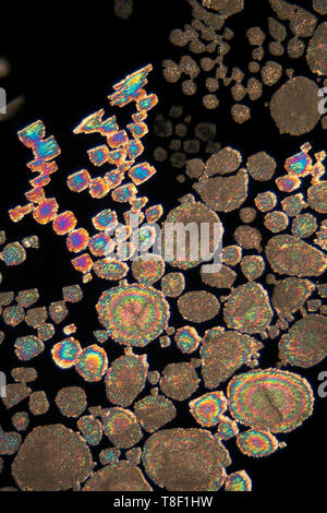 Koffein photomicrograph, polarisiertes Licht, heiß Folie Vorbereitung schmelzen. Stockfoto