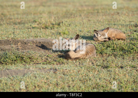 Bat-eared Füchse in den Ort, Tansania Stockfoto