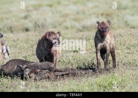 Tüpfelhyänen an einem Gnus töten, Tansania Stockfoto