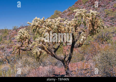 Cholla Cactus Früchte im Frühjahr im Organ Pipe Cactus National Monument im Arizona Stockfoto