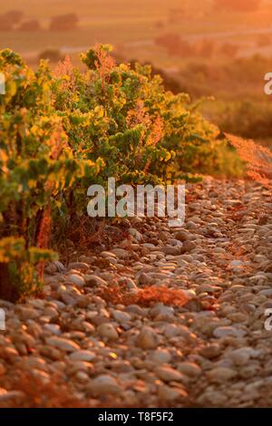 Frankreich, Vaucluse, Châteauneuf du Pape AOC Chateauneuf du Pape Weinberge Stockfoto