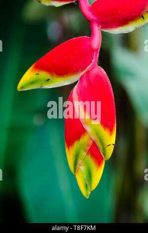 Lebendige Blütenstand eines schönen heliconia oder Falscher Paradiesvogel Blume Stockfoto