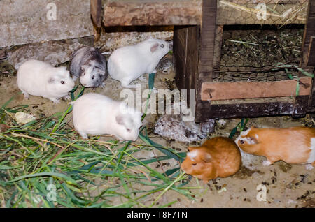 In Peru werden Meerschweinchen, auch „Cuy“ genannt, üblicherweise zu Hause zum Verzehr gezüchtet. Stockfoto