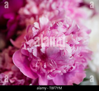Rosa Pfingstrose in voller Blüte Stockfoto