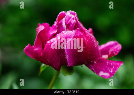 Schönen dunklen rosa Pfingstrose mit Regen fällt auf die Blütenblätter Stockfoto