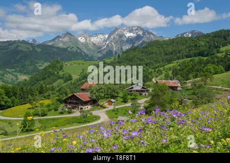 Frankreich, Haute Savoie, Manigod, Massif des Aravis, wilde Blumen vor dem Weiler der Plan der Berthas und das Massiv des Etale Stockfoto