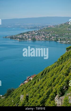 Schweiz, Kanton Waadt, die Weinberge des Lavaux, als Weltkulturerbe von der UNESCO, Spaziergang in den Weinbergen der Epesses und LÚman See Stockfoto