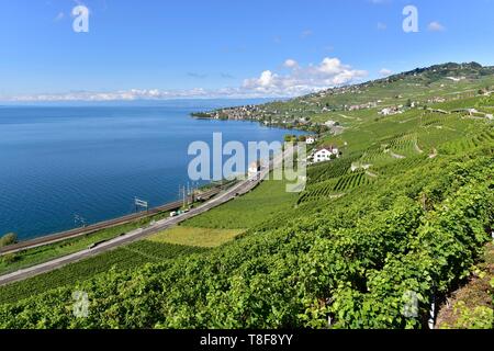 Schweiz, Kanton Waadt, die Weinberge des Lavaux, als Weltkulturerbe von der UNESCO, Spaziergang in den Weinbergen der Epesses und LÚman See Stockfoto