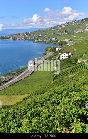 Schweiz, Kanton Waadt, die Weinberge des Lavaux, als Weltkulturerbe von der UNESCO, Spaziergang in den Weinbergen der Epesses und LÚman See Stockfoto