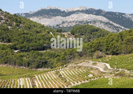 Frankreich, Vaucluse, La Roque Alric, Beaumes-de-Venise, Vignoble Stockfoto