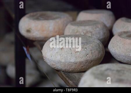 Frankreich, Corse du Sud, SartÞne, Schafskäse, Minora Farm Stockfoto