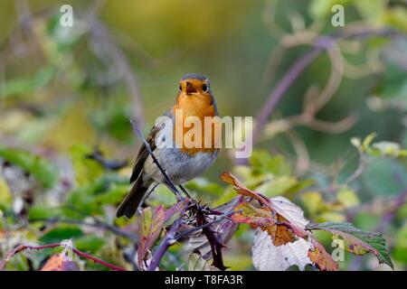 Frankreich, Doubs, Vogel, gemeinsame Robin (Erithacus Rubecula), Singen, Herbst Stockfoto