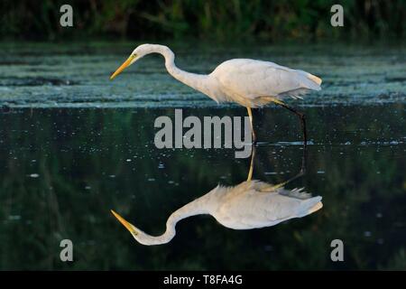 Frankreich, Doubs, Nommay, natürlichen Bereich der Allan, Silberreiher (Ardea alba) Stockfoto