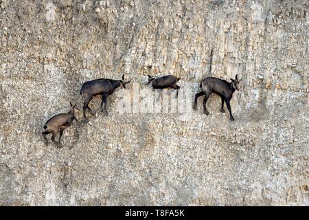 Frankreich, Doubs, Mathay, GEMSE (RUPICAPRA rupicapra) in einem Steinbruch entwickelt Stockfoto