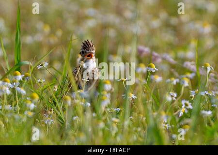 Frankreich, Doubs, Feldlerche (Alauda arvensis) auf dem Boden, singen Stockfoto
