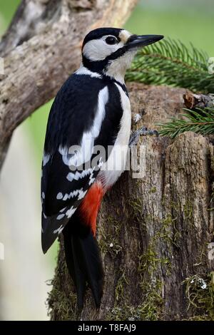 Frankreich, Doubs, Buntspecht (Dendrocopos major), hängend auf einer Amtsleitung im Herbst Stockfoto