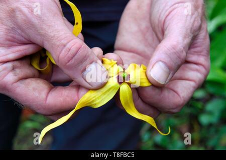 Frankreich, Insel Mayotte (französische überseeische Departements), Grande Terre, Ouangani, Ylang Ylang (Cananga odorata) Blume Stockfoto