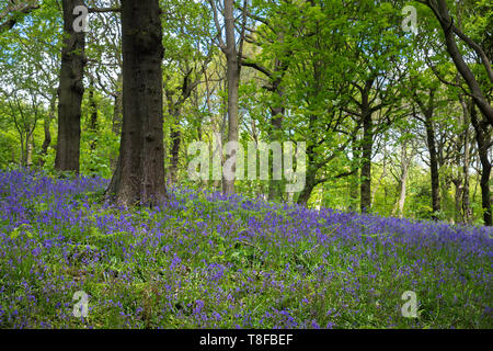 Blühende Bluebells oder Hyacinthoides non-scripta Blume in Middleton Park im Frühling, Leeds, Großbritannien Stockfoto