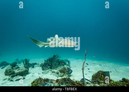 Nahaufnahme der einer braunen Ammenhai, Ginglymostoma cirratum, Knorpelfischen, Ginglymostomatidae Stockfoto