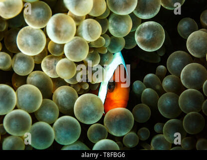 Die Peaking aus seinem Versteck in Bubble coral Pierogyra sinuosa, ein Clown, anemonenfischen Amphiprion ocellaris, Augen diver Stockfoto