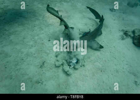 2 braun Ammenhaie Ginglymostoma cirratum, kämpft über Fisch mittlerweile ein schiffshalter Fisch bleibt auf der Rückseite einer. Stockfoto